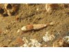 Photo of Mesocrangon munitella