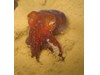 Photo of Stubby Squid - Rossia pacifica