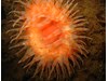 Photo of Stomphia didemon