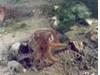 Photo of Stubby Squid - Rossia pacifica