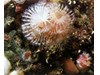 Photo of White Serpulid Worm - Serpula columbiana