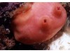 Photo of Tunicate - Cnemidocarpa finsmarkiensis
