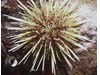 Photo of Green Urchin - Strongylocentrotus droebachiensis