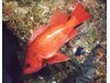 Photo of Vermillion Rockfish - Sebastes miniatus