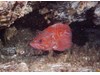 Photo of Vermillion Rockfish - Sebastes miniatus