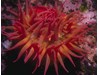 Photo of White Spotted Rose Anemone - Urticina lofotensis
