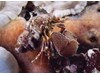 Photo of Widehand Hermit Crab - Elassochirus tenuimanus
