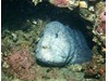 Photo of Wolf Eel - Anarrhichthys ocellatus